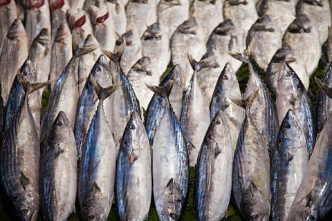 Pengusaha PerikananMinta PNBP Dikurangi