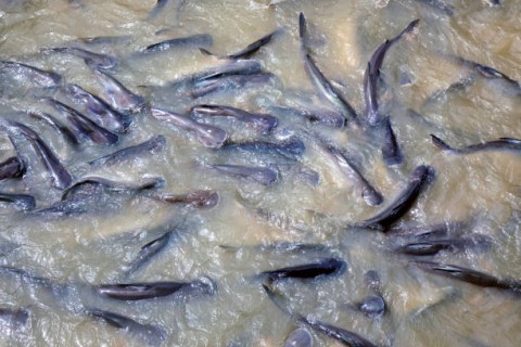 EKONOMI DAERAHKampung Nila BernilaiFantastis dari Ciamis