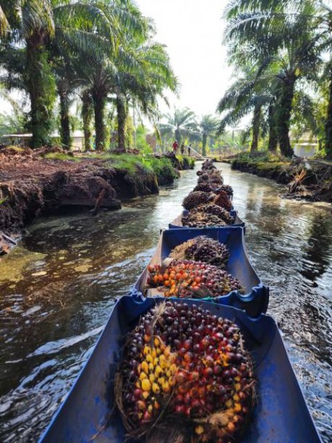 Dari seruyan meniti jalan pasar global sawit berkelanjutan