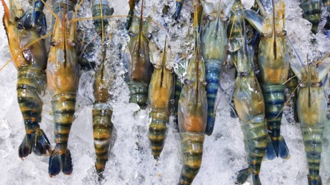 Komoditas Udang, Mengelola Daya Saing