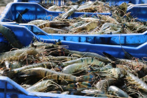 Ekspor Udang RI Hadapi Tuduhan Dumping AS