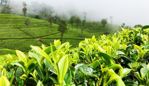 Pemulihan Ekonomi, Ekspor Teh Digenjot