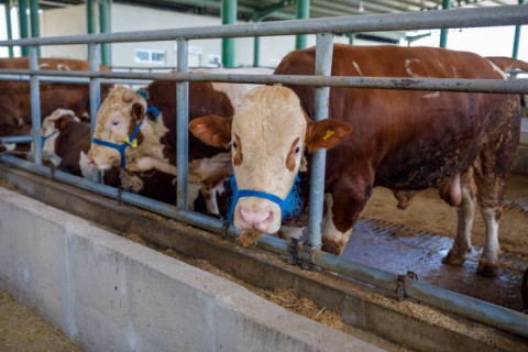 Peternakan Sapi Banjir Pesanan