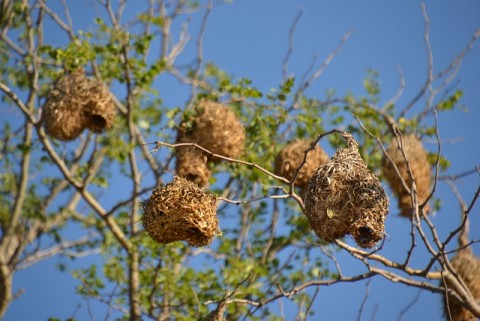 Pasar Ekspor Sarang Walet Terbuka