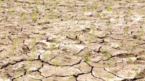 Krisis Iklim Ancam Pangan