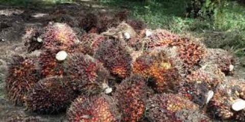 Target Peremajaan 3.500 Hektar Sawit Rakyat