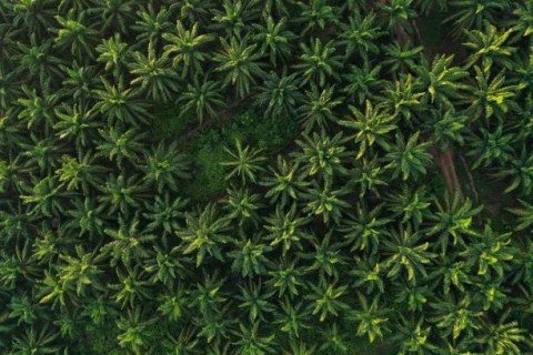 Menjaga Hutan Tak Jadi Kebun Sawit