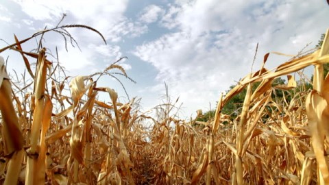 El Nino Melemah,tetapi DampaknyaMenguat