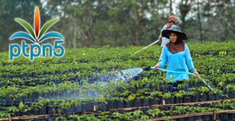 PTPN V Bukukan Laba Rp1,3 Triliun 