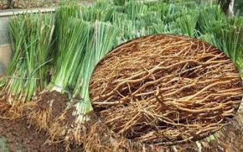 Asanudin,Berjuang dengan Akar Wangi