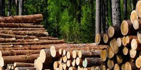 Industri Produk Kayu: Peluang Ekspor Terbuka 