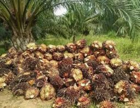 OJK Dorong Akses Pendanaan Petani Sawit