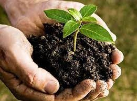 PRODUKSI PERTANIAN : FUNGSI CIAMIK PUPUK ORGANIK