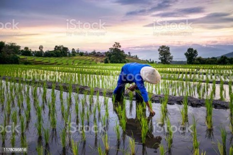 Pacu Ekspor, Kementan Minta Pengusaha Manfaatkan KUR