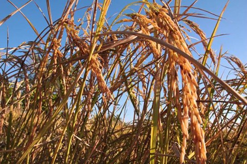 AntisipasiPotensiGagalPanen