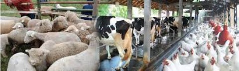 Potensi Peternakan, Purwakarta Kembangkan Domba