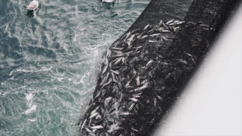 ALARM PERIKANAN INDONESIA