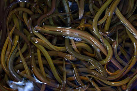 Belut Hidup dan Ruminer Masuki Pasar Ekspor