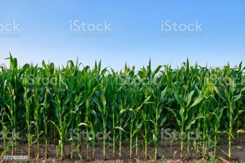 Problem Pasokan Bahan Baku Pakan, Opsi Impor Dikubur