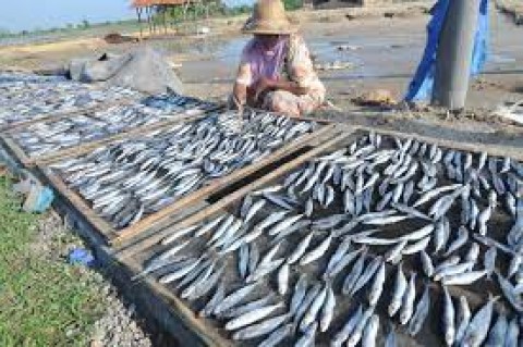 Trenggono Bawa Sektor Perikanan Tumbuh 9,69% di Q2-2021