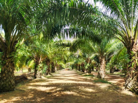 Penyaluran Dana Peremajaan Sawit Rakyat Sementara di Stop Dahulu