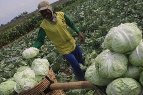 Peran Besar UMKM Jawa Tengah Dorong Penghiliran Produk Pertanian