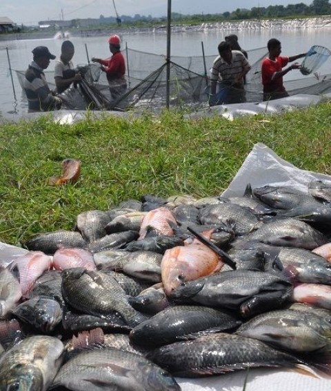 Pemerintah Dorong Produksi Nila Air Payau