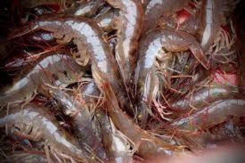 Kemudahan Izin akan Dongkrak Industri Udang