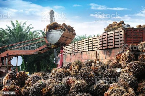 Peran Bank dalam Industri Kelapa Sawit
