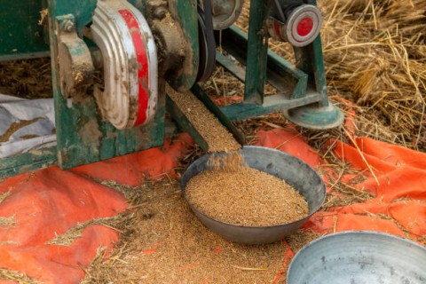 Petani Lembata Tinggalkan Budidaya Sorgum