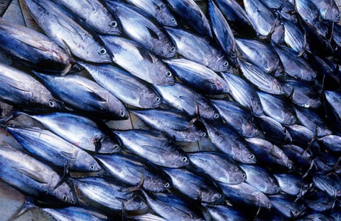 Sudan Dibidik RI Sebagai Hub Ekspor Perikanan ke Afrika