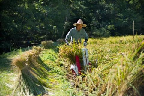 Beban Petani Terasa Hingga Pasar