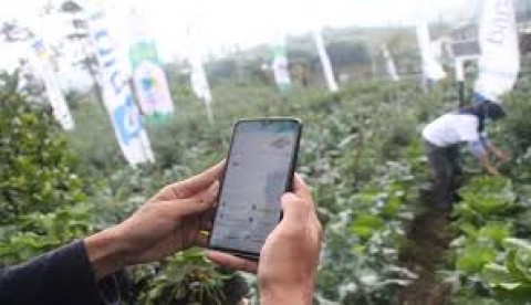 Petani Milenial, Subang Manfaatkan Lahan Tidur 6.000 Ha