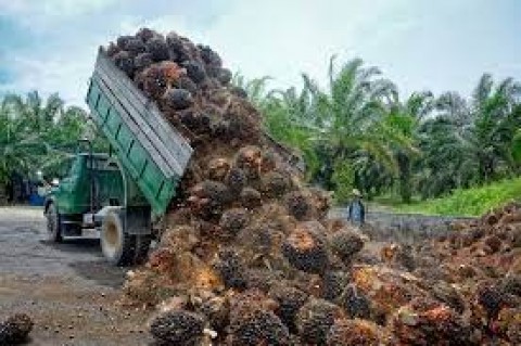 Harga Referensi CPO Menguat