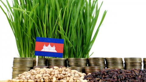Pemerintah PelajariInvestasi Beras di Kamboja