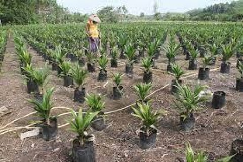 Hambatan PeremajaanSawit Mendesak Diatasi