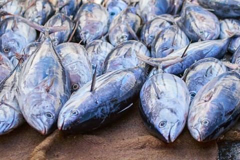 Cerita BahagiaPara Penangkap Tuna