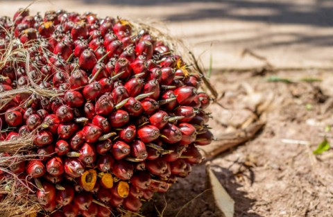 Dikuasai Segelintir Perusahaan 