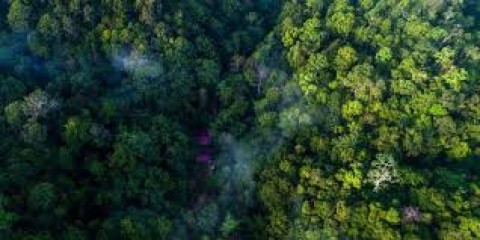 Masa Depan Hutan Indonesia di Tangan Kepala Daerah Baru