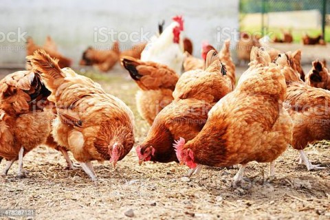 Jalan Keluar Polemik Pakan