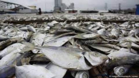 Integrasi Kawasan Industri Perikanan dan Pelabuhan Butuh Rp 5 Triliun