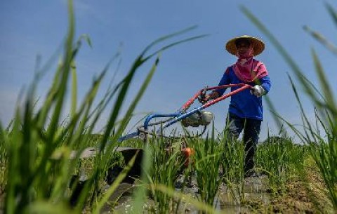 Wacana Pemutihan Utang: Kekhawatiran di Sektor Penjaminan