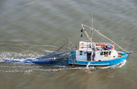 Tuna yang Sudah ”Mati” di Laut Kami