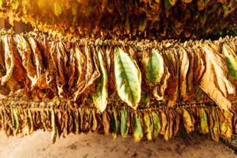 Tembakau Madura, dari Mitologi hingga Menjadi Komoditas ”Daun Emas”