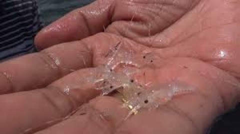 Masyarakat Sipil GugatEksploitasi Benih Lobster