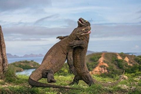 TAMAN NASIONAL KOMODO,Polemik PembatasanBisa Coreng Citra