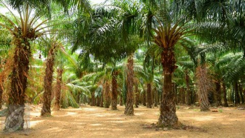 Data Ekspor dan Tenaga Kerja Buktikan Industri Sawit Kebal Pandemi