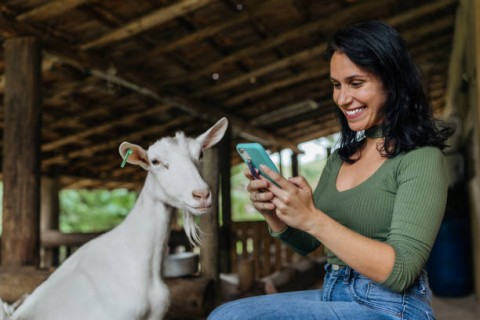 TERNAK KURBAN,Adaptasi PeternakHadapi Era Tidak Pasti