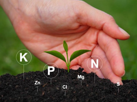 Krisis Pupuk dan Iklim Turunkan Produksi Pangan 2023