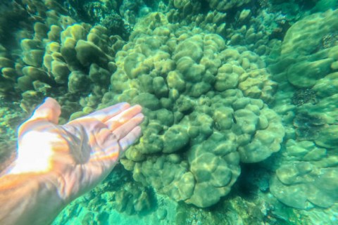 Utang RIDitukar ProyekKonservasi